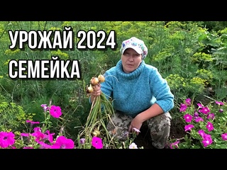 Семейный лук. Семена, севок и урожай 2024 года.
