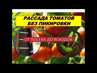 ТОМАТЫ БЕЗ ПИКИРОВКИ - СПОСОБ ВЫРАЩИВАНИЯ РАССАДЫ ТОМАТОВ #Помидоры рассада от посева до всходов.