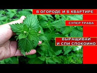 ВЫРАЩИВАЙ ЭТО РАСТЕНИЕ И СПИ СПОКОЙНО! Уход, полив, подкормка Мелиссы на огороде и в квартире. (2)