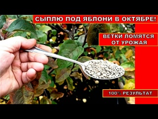 СЫПЛЮ ЭТИ УДОБРЕНИЯ ПОД ЯБЛОНИ ОСЕНЬЮ В ОКТЯБРЕ! ВЕТКИ ЯБЛОНЬ ЛОМЯТСЯ ОТ ПЛОДОВ НА СЛЕДУЮЩИЙ ГОД