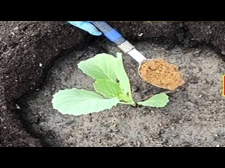 1 ложка под капусту и кочан вырастет крепкий и крупный! Добавь в лунку при посадке рассады капусты