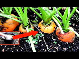 Морковь будет сладкая! Для выращивания сладкой моркови нужна подкормка борная кислота, марганцовка