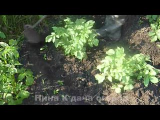 Как окучивать картошку- правильно легко и быстро. Окучивание картофеля вручную, просто тяпкой