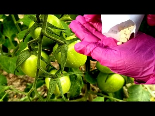 Мало кто применяет эти таблетки на томатах, а зря! Супер средство от фитофторы, кладоспориоза!