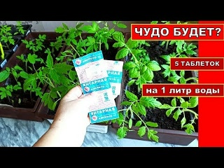ЧУДО ТАБЛЕТКИ ДЛЯ РАССАДЫ! СУПЕР СРЕДСТВО ПРИ ПИКИРОВКЕ ТОМАТОВ.
