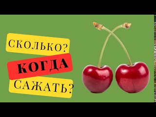 КОГДА САЖАТЬ ВИШНЮ. СОРТА И СКОЛЬКО