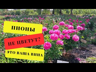 Пионы: все причины, почему у вас не цветут