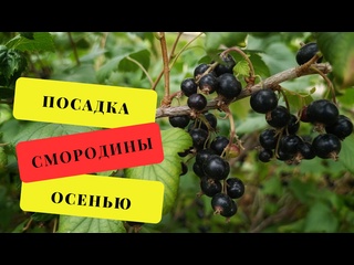Посадка любимой черной смородины в октября. Все тонкости и советы