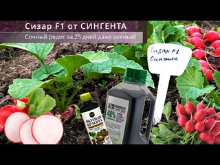 Осенний сочный редис за 25 дней. Сорт, подкормка, море витаминов.