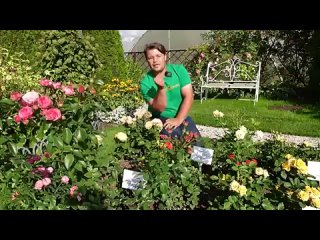 Уход за многолетними растениями в саду в сентябре ✂ Русский Огород