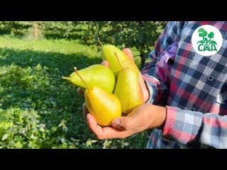 Груша сорт ПАТТЕН (ГЛУБОКСКАЯ). Вкусные и красивые плоды, устойчивость к заболеваниям.