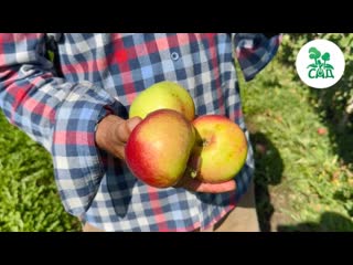 ? Яблоня колоновидная ТРИУМФ. Потрясающий приятный вкус плодов, компактное дерево.