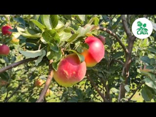 Яблоня ДЖЕЙМС ГРИВ. Скороплодный сорт шотландской селекции.