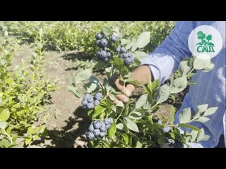 ГОЛУБИКА САДОВАЯ. ОБЗОР НА САМЫЕ ЛУЧШИЕ СОРТА.