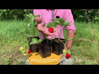 ВКУСНЫЕ, СЛАДКИЕ, НАДЕЖНЫЕ (РЕМОНТАНТНЫЕ И ОБЫЧНЫЕ) СОРТА КЛУБНИКИ ДЛЯ ДАЧНИКОВ, ИХ ДЕТИШЕК И ВНУКОВ