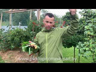 ? Черешня БРЯНСКАЯ РОЗОВАЯ ? СУПЕРЗИМОСТОЙКИЙ сорт черешни.