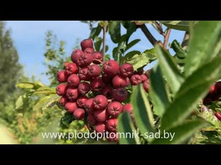 Рябина сорт ГРАНАТНАЯ. В топ-3 рябины по вкусу и названию)