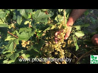 Смородина ЗЕЛЕНОПЛОДНАЯ существует !). Сорта зеленоплодной смородины Верти, Изумрудное ожерелье.