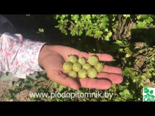 Крыжовник Берилл. Один из самых крупных и вкусных зелёных сортов крыжовника Практически без шипов.
