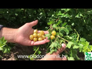 ? Самый ранний сорт крыжовника Яровой. Желтый крыжовник суперраннего срока созревания. ?