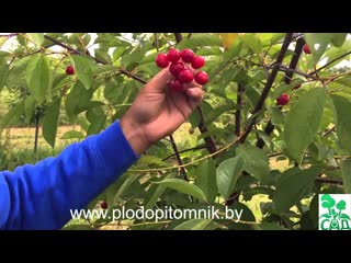 Сорта вишни белорусские, краткое описание