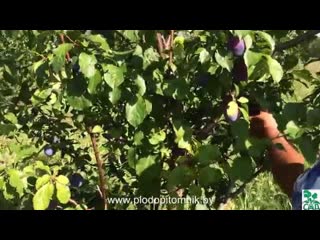 Сорта сливы Нарочь, Деликатная, Заречная ранняя, Кромань.