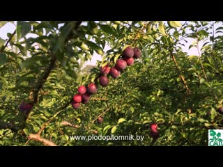 Алыча крупноплодная (слива диплоидная) разных сортов, плодоношение