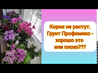 Пересаживаю фиалки. Корни не растут. Грунт Профимикс.