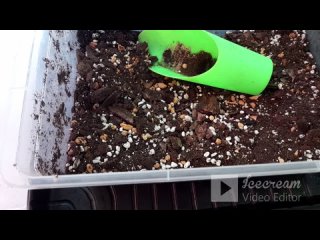 выращиваем личи