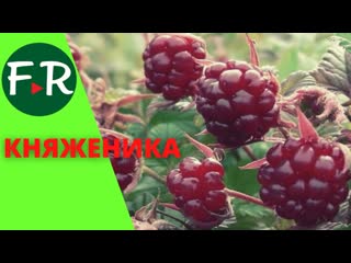 8 ЛУЧШИХ СОРТОВ РЕМОНТАНТНОЙ МАЛИНЫ