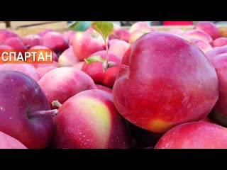 Почему сейчас не выращивают очень вкусный и сочный старый сорт зимних яблок Спартан