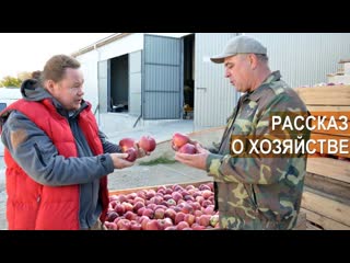 Выращивание яблонь, сливы и ягодных культур. ФХ Тютюнников Василий. Молдова