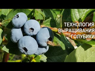 Технология выращивания голубики. Ягодная плантация Ливенское.