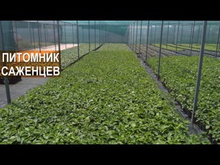 Выращивание саженцев ежевики. Ягодный питомник Планта. Крым