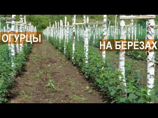 Технология выращивания огурцов в открытом грунте. Огурцы на шпалере. КФХ Кончиц.