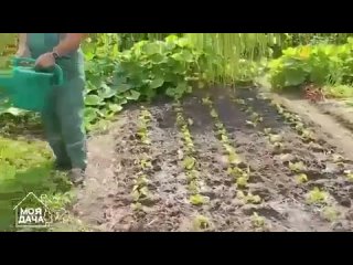 Как вырастить много белых грибов на своем участке
