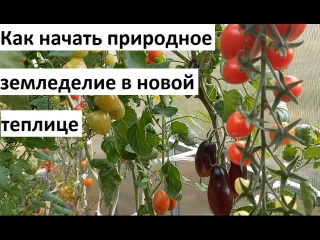 Как начать природное земледелие в новой теплице.