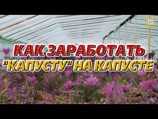 Бизнес на зелени: что выгодно выращивать в теплице