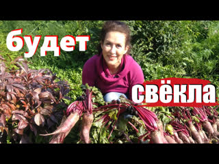 Поэтому у вас не растет свекла! Узнайте секреты выращивания