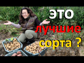 Лучшие сорта Картофеля. Отзывы, описание, характеристика и проращивание