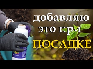 Чем подкормить рассаду при пересадке в теплицу и открытый грунт