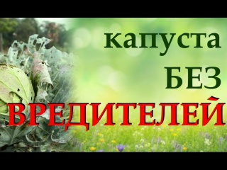 Главные вредители капусты. Узнаем, как бороться с вредителями капусты народными способами