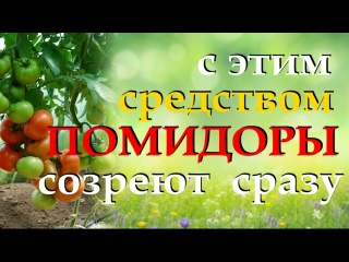 Как ускорить созревание томатов и повысить их вкусовые качества