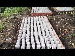 Как легко размножить княжики и клематис с наименьшими усилиями и гарантированным результатом?