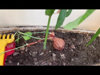 АВОКАДО растет в квартире из КОСТОЧКИ. Деревцу уже один год! АВОКАДО растет в квартире из КОСТОЧКИ. Деревцу уже один год!