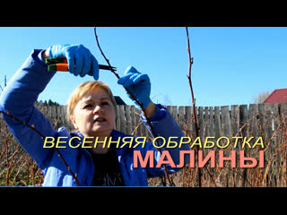 Весенняя ОБРАБОТКА и ПОДКОРМКА МАЛИНЫ!