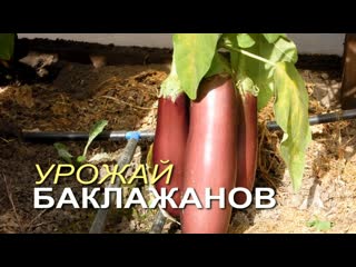 Эти сорта урожайных БАКЛАЖАНОВ можно выращивать и в открытом грунте тоже!