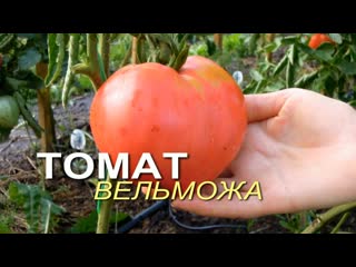 Томат ВЕЛЬМОЖА от Сибирского Сада!