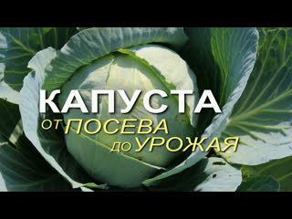 Выращивание КАПУСТЫ от посева до урожая!