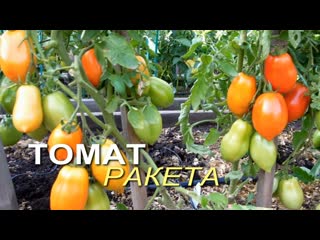Низкорослый томат для открытого грунта, который не требует пасынкования и формирования!